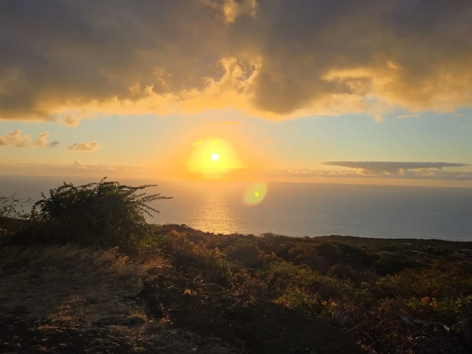 Puesta de sol el olivo de mazo en la palma